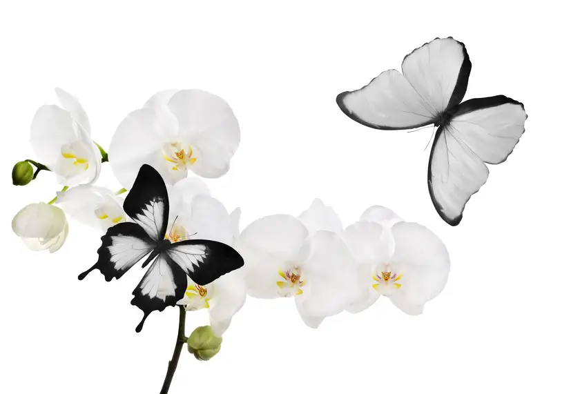 Bílé květy orchideje a dva motýli.